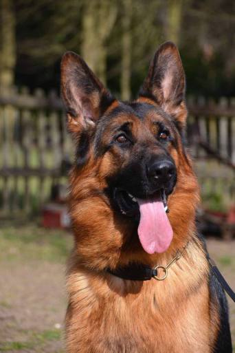 Kazrama German Shepherd Dog Breeders and Trainers - Home