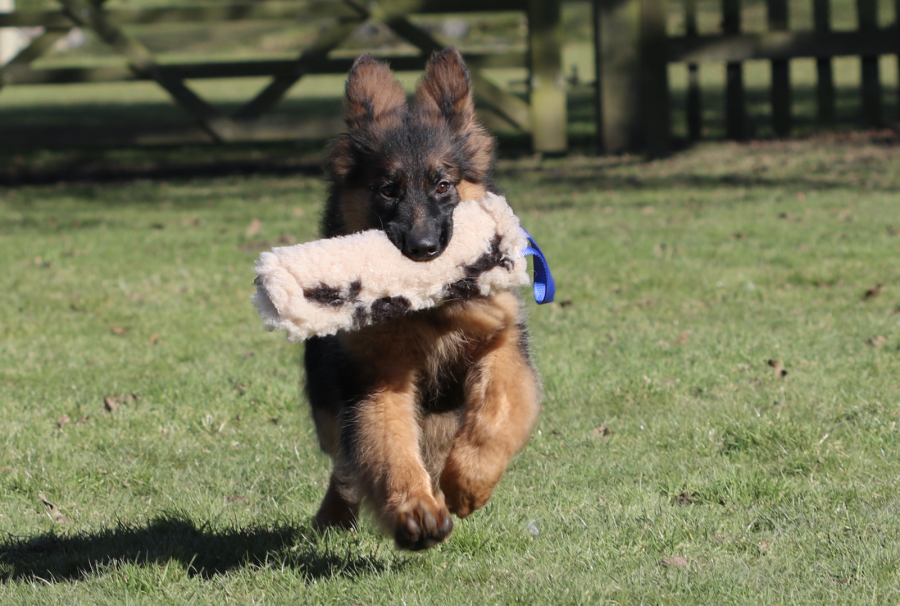 Kazrama German Shepherd Dog Breeders and Trainers New Litters