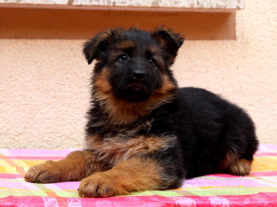 Kazrama German Shepherd Dog Breeders and Trainers New Litters